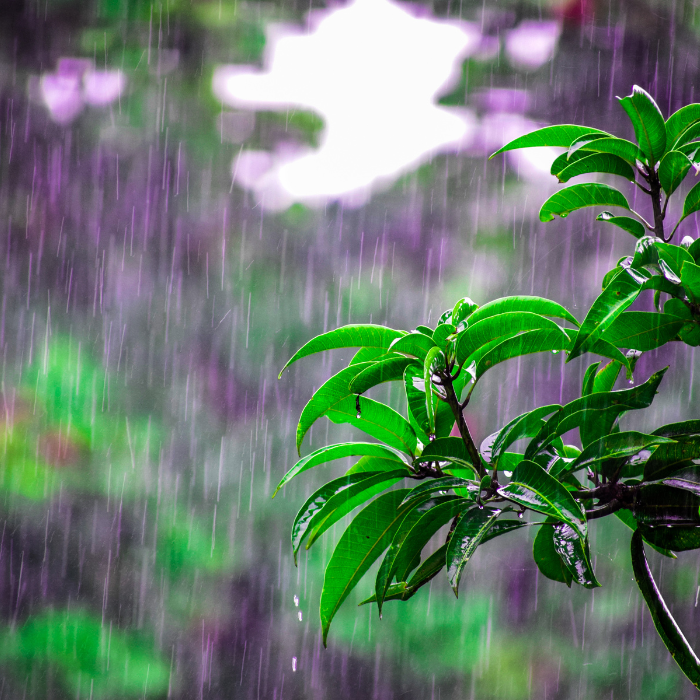 Why Monsoon Is the Most Magical Time to Visit a Nature Resort | Palm Island Hotels & Resorts